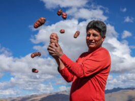 Midagri entrega tractores agrícolas para fortalecer el cultivo de papa en Apurímac Midagri entrega tractores agrícolas para fortalecer el cultivo de papa en Apurímac