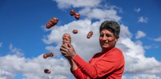 Midagri entrega tractores agrícolas para fortalecer el cultivo de papa en Apurímac Midagri entrega tractores agrícolas para fortalecer el cultivo de papa en Apurímac