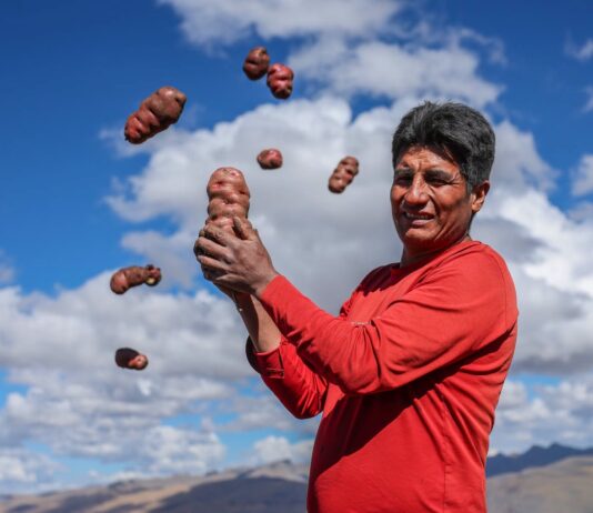 Midagri entrega tractores agrícolas para fortalecer el cultivo de papa en Apurímac Midagri entrega tractores agrícolas para fortalecer el cultivo de papa en Apurímac