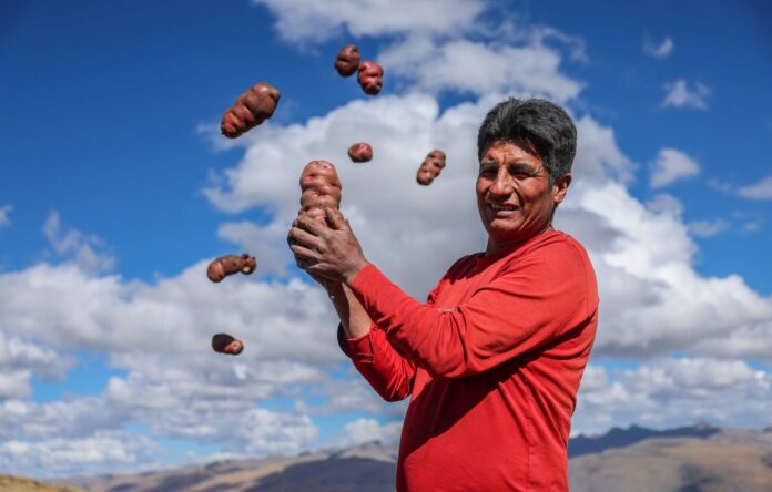 Midagri entrega tractores agrícolas para fortalecer el cultivo de papa en Apurímac Midagri entrega tractores agrícolas para fortalecer el cultivo de papa en Apurímac