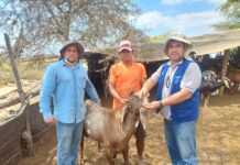 Sanidad animal: cerca de 2 mil caprinos y ovinos fueron desparasitados en Piura
