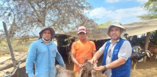 Sanidad animal: cerca de 2 mil caprinos y ovinos fueron desparasitados en Piura