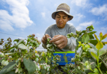 Exportaciones de frutas y hortalizas aumentaron 15,8 % entre enero y mayo de 2026 Exportaciones de frutas y hortalizas aumentaron 15,8 % entre enero y mayo de 2026
