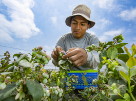 Exportaciones de frutas y hortalizas aumentaron 15,8 % entre enero y mayo de 2026 Exportaciones de frutas y hortalizas aumentaron 15,8 % entre enero y mayo de 2026