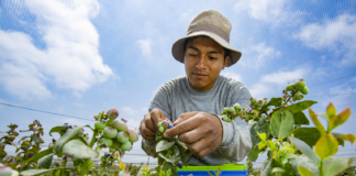 Exportaciones de frutas y hortalizas aumentaron 15,8 % entre enero y mayo de 2026 Exportaciones de frutas y hortalizas aumentaron 15,8 % entre enero y mayo de 2026