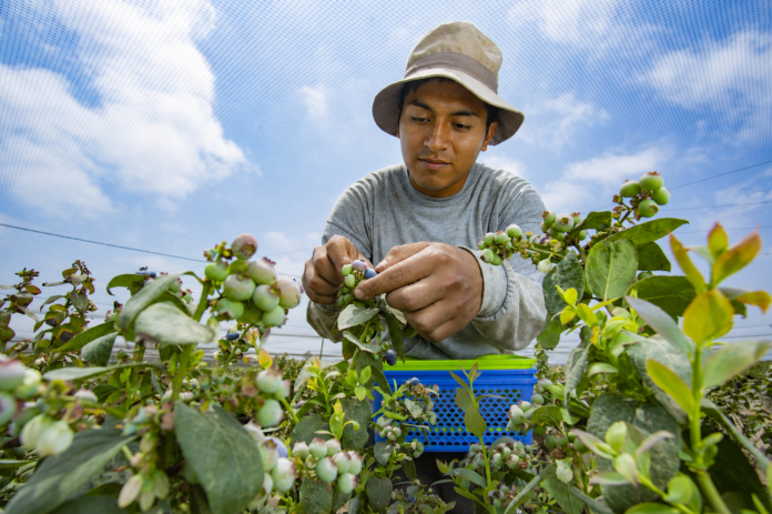 Exportaciones de frutas y hortalizas aumentaron 15,8 % entre enero y mayo de 2026 Exportaciones de frutas y hortalizas aumentaron 15,8 % entre enero y mayo de 2026
