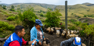 Piura: Más de 400 ovinos recibieron atención sanitaria en Chalaco y Pacaipampa Piura: Más de 400 ovinos recibieron atención sanitaria en Chalaco y Pacaipampa
