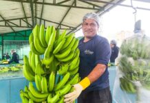 Perú exporta el primer envío de banano a China y abre un nuevo mercado para los productores del norte