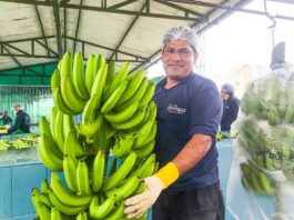 Perú exporta el primer envío de banano a China y abre un nuevo mercado para los productores del norte