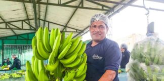 Perú exporta el primer envío de banano a China y abre un nuevo mercado para los productores del norte