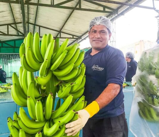 Perú exporta el primer envío de banano a China y abre un nuevo mercado para los productores del norte