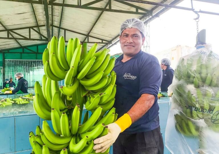 Perú exporta el primer envío de banano a China y abre un nuevo mercado para los productores del norte