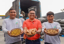 Productores del VRAEM concretan venta de 48 toneladas de cúrcuma valorizadas en S/ 377,100 Productores del VRAEM concretan venta de 48 toneladas de cúrcuma valorizadas en S/ 377,100