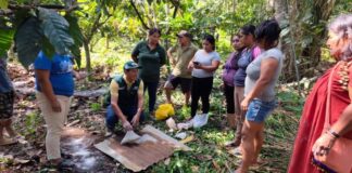 INIA fortalece la producción de cacao orgánico en Chanchamayo con transferencia de tecnología