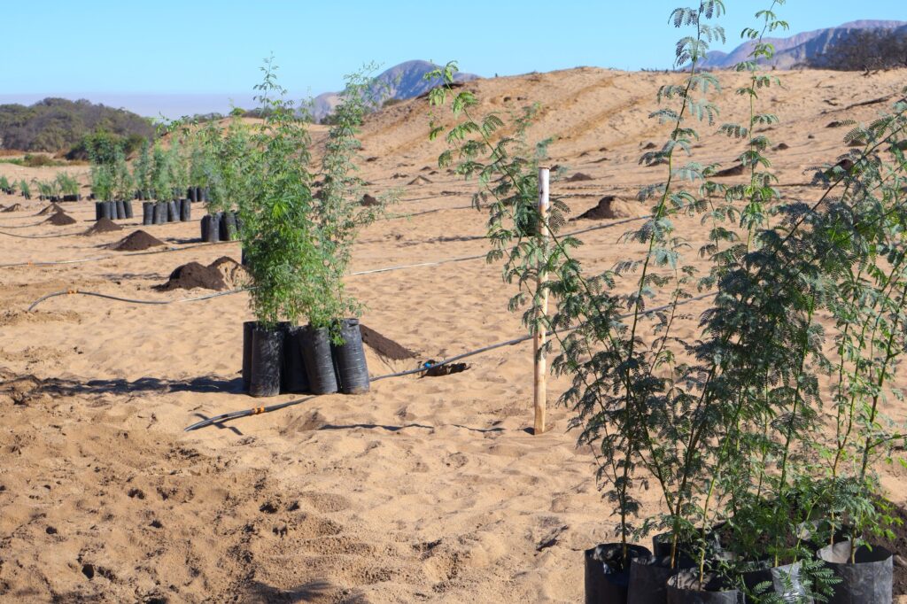 Campaña de reforestación en Nasca permitió la siembra de 2,500 árboles nativos Campaña de reforestación en Nasca permitió la siembra de 2,500 árboles nativos