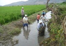 Fenómeno El Niño: productores agrarios solicitan reforzar las acciones de prevención Fenómeno El Niño: productores agrarios solicitan reforzar las acciones de prevención