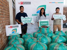 Tumbes: Productores de Zarumilla exportan cacao orgánico a Francia y reabren mercado europeo Tumbes: Productores de Zarumilla exportan cacao orgánico a Francia y reabren mercado europeo