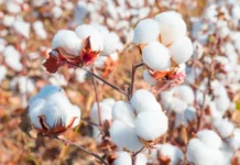 Piura fortalece la producción de algodón pima con proyecto internacional de cooperación Piura fortalece la producción de algodón pima con proyecto internacional de cooperación