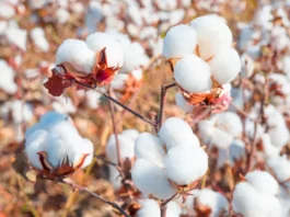 Piura fortalece la producción de algodón pima con proyecto internacional de cooperación Piura fortalece la producción de algodón pima con proyecto internacional de cooperación