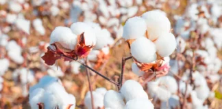 Piura fortalece la producción de algodón pima con proyecto internacional de cooperación Piura fortalece la producción de algodón pima con proyecto internacional de cooperación