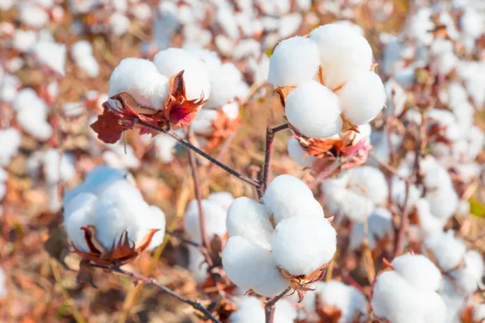 Piura fortalece la producción de algodón pima con proyecto internacional de cooperación Piura fortalece la producción de algodón pima con proyecto internacional de cooperación