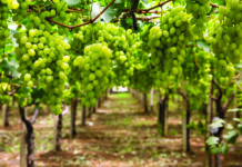 Perú se perfila como líder en exportaciones de frutas en América Latina para 2028 Perú se perfila como líder en exportaciones de frutas en América Latina para 2028
