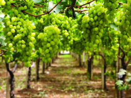 Perú se perfila como líder en exportaciones de frutas en América Latina para 2028 Perú se perfila como líder en exportaciones de frutas en América Latina para 2028