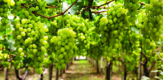 Perú se perfila como líder en exportaciones de frutas en América Latina para 2028 Perú se perfila como líder en exportaciones de frutas en América Latina para 2028