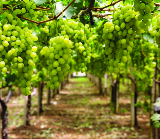Perú se perfila como líder en exportaciones de frutas en América Latina para 2028 Perú se perfila como líder en exportaciones de frutas en América Latina para 2028