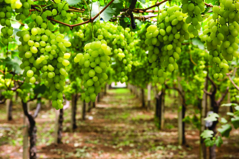 Perú se perfila como líder en exportaciones de frutas en América Latina para 2028