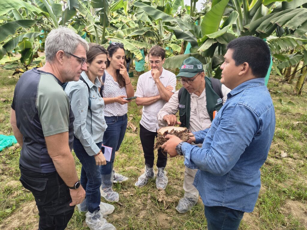 Investigación sobre banano orgánico resistente al Fusarium R4T muestra resultados alentadores en Piura