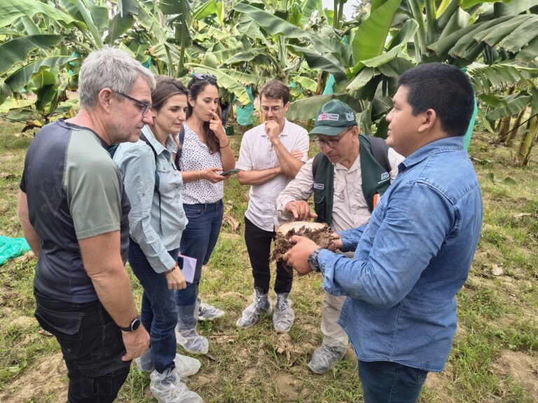 Investigación sobre banano orgánico resistente al Fusarium R4T muestra resultados alentadores en Piura