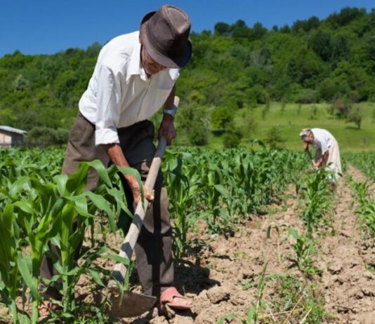 Agro en Piura creció 13,2 % entre enero y abril de 2026 impulsado por la producción de arroz Agro en Piura creció 13,2 % entre enero y abril de 2026 impulsado por la producción de arroz