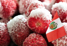 Mercado global de fresa congelada abre nuevas oportunidades para los productores peruanos Mercado global de fresa congelada abre nuevas oportunidades para los productores peruanos