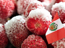Mercado global de fresa congelada abre nuevas oportunidades para los productores peruanos Mercado global de fresa congelada abre nuevas oportunidades para los productores peruanos