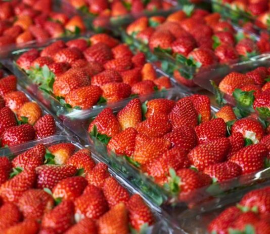 Exportaciones de fresa peruana enfrentan el reto de generar mayor valor agregado en 2026 Exportaciones de fresa peruana enfrentan el reto de generar mayor valor agregado en 2026