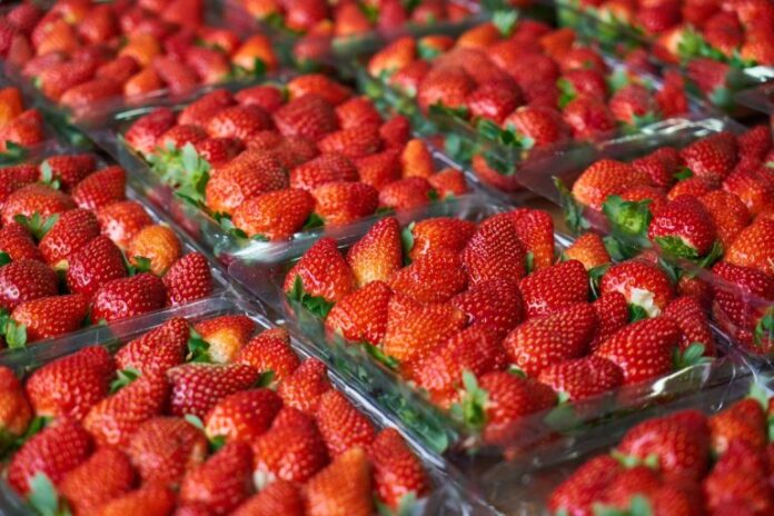 Exportaciones de fresa peruana enfrentan el reto de generar mayor valor agregado en 2026