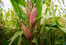 Midagri desarrolló nueva variedad de maíz amiláceo para aumentar la productividad agrícola Midagri desarrolló nueva variedad de maíz amiláceo para aumentar la productividad agrícola