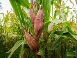 Midagri desarrolló nueva variedad de maíz amiláceo para aumentar la productividad agrícola Midagri desarrolló nueva variedad de maíz amiláceo para aumentar la productividad agrícola