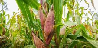 Midagri desarrolló nueva variedad de maíz amiláceo para aumentar la productividad agrícola Midagri desarrolló nueva variedad de maíz amiláceo para aumentar la productividad agrícola