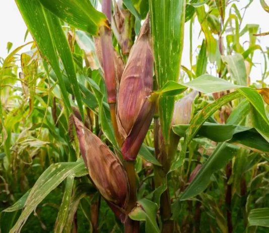 Midagri desarrolló nueva variedad de maíz amiláceo para aumentar la productividad agrícola Midagri desarrolló nueva variedad de maíz amiláceo para aumentar la productividad agrícola