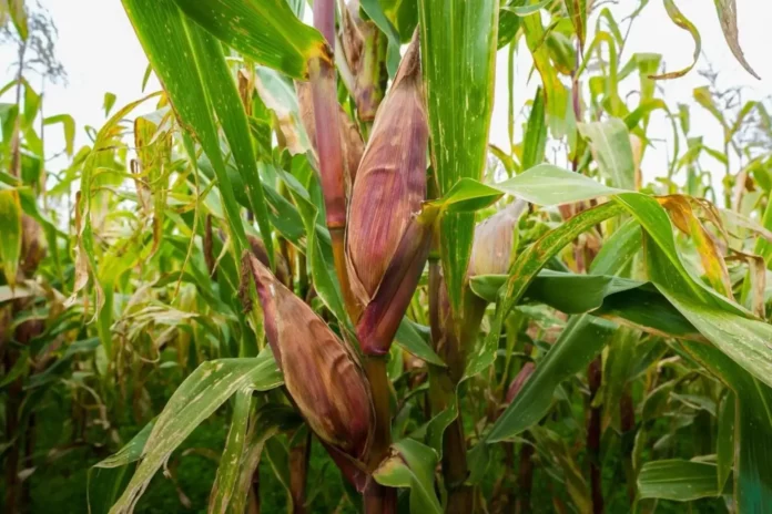 Midagri desarrolló nueva variedad de maíz amiláceo para aumentar la productividad agrícola Midagri desarrolló nueva variedad de maíz amiláceo para aumentar la productividad agrícola