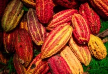 San Martín presenta el Cacao Circular Challenge 2026 para impulsar la gastronomía amazónica San Martín presenta el Cacao Circular Challenge 2026 para impulsar la gastronomía amazónica