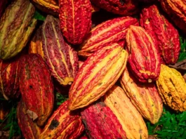 San Martín presenta el Cacao Circular Challenge 2026 para impulsar la gastronomía amazónica San Martín presenta el Cacao Circular Challenge 2026 para impulsar la gastronomía amazónica