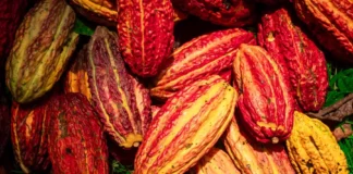 San Martín presenta el Cacao Circular Challenge 2026 para impulsar la gastronomía amazónica San Martín presenta el Cacao Circular Challenge 2026 para impulsar la gastronomía amazónica
