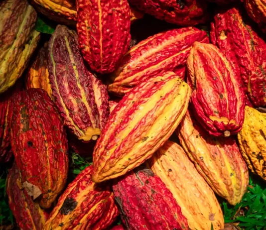 San Martín presenta el Cacao Circular Challenge 2026 para impulsar la gastronomía amazónica San Martín presenta el Cacao Circular Challenge 2026 para impulsar la gastronomía amazónica