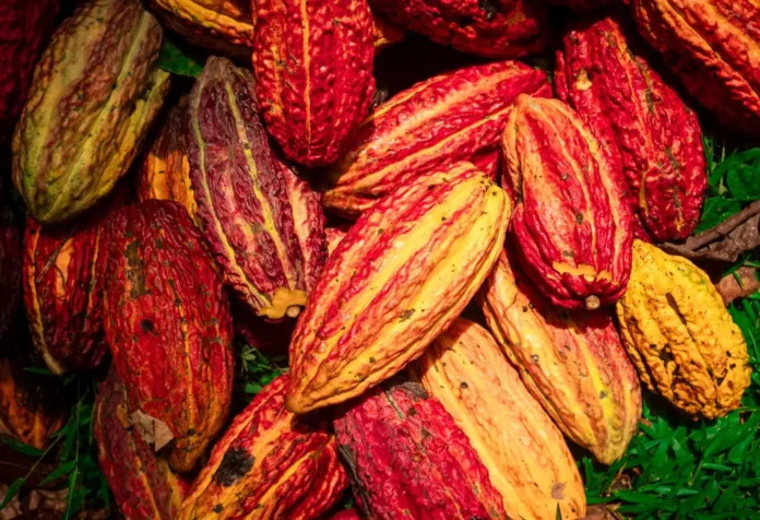 San Martín presenta el Cacao Circular Challenge 2026 para impulsar la gastronomía amazónica
