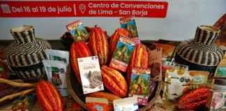 Cacao peruano buscará nuevos mercados internacionales durante el Salón del Cacao y Chocolate Cacao peruano buscará nuevos mercados internacionales durante el Salón del Cacao y Chocolate