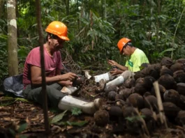 Castaña amazónica generó US$ 48 millones en exportaciones durante 2025 Castaña amazónica generó US$ 48 millones en exportaciones durante 2025