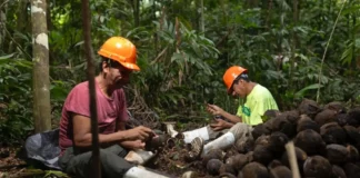 Castaña amazónica generó US$ 48 millones en exportaciones durante 2025 Castaña amazónica generó US$ 48 millones en exportaciones durante 2025